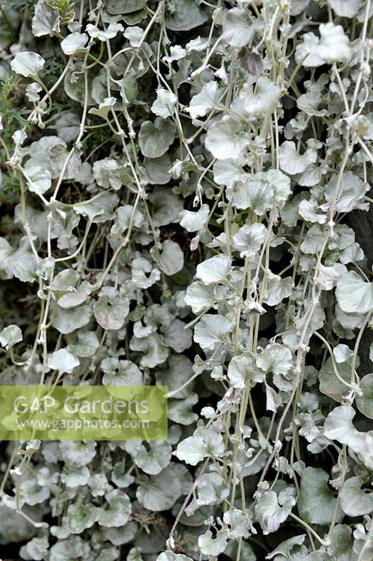 Dichondra argentea 'Silver Falls' - Kidney Weed