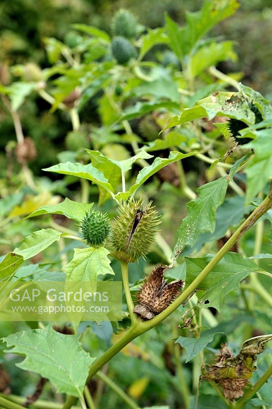 Datura stramonium - thornapple - showing developping seedpods, poisonous weed