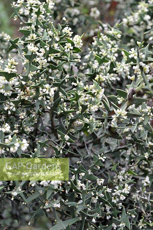 Colletia paradoxa - spiny shrub