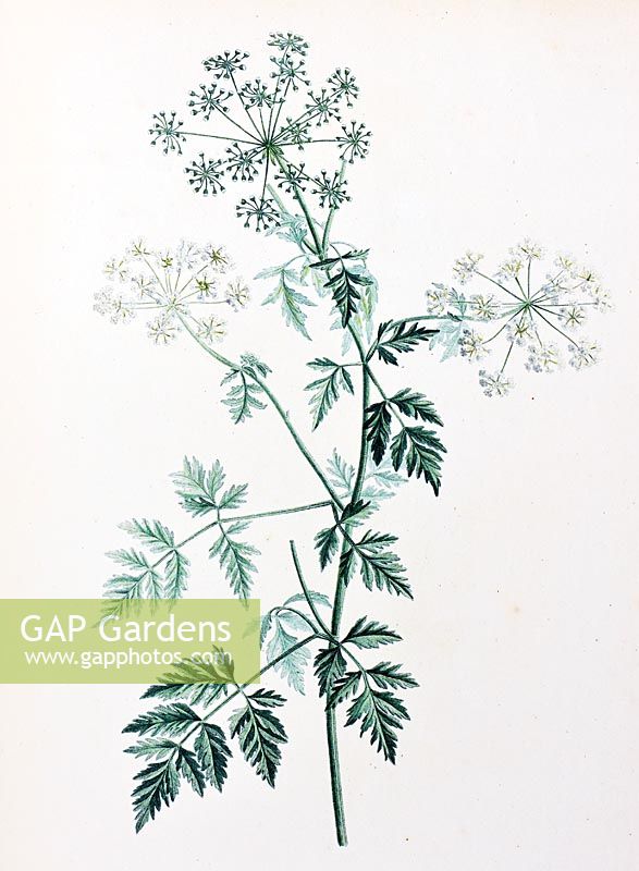 Conium maculatum - hemlock - botanical illustration by botanist and painter Pierre-Joseph Redoute