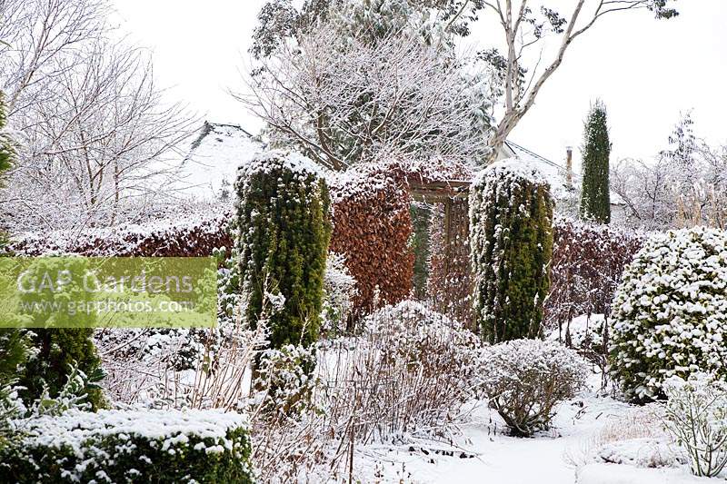 Taxus baccata - Yew columns and snow-covered grasses and shrubs with beech hedge behind. 