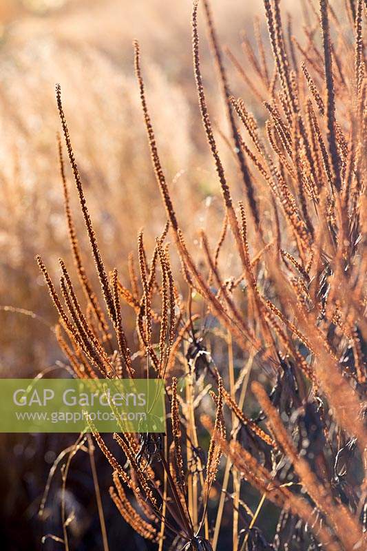 Veronicastrum virginicum seed heads