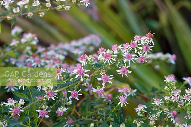 Eurybia divaricate - White Wood Aster