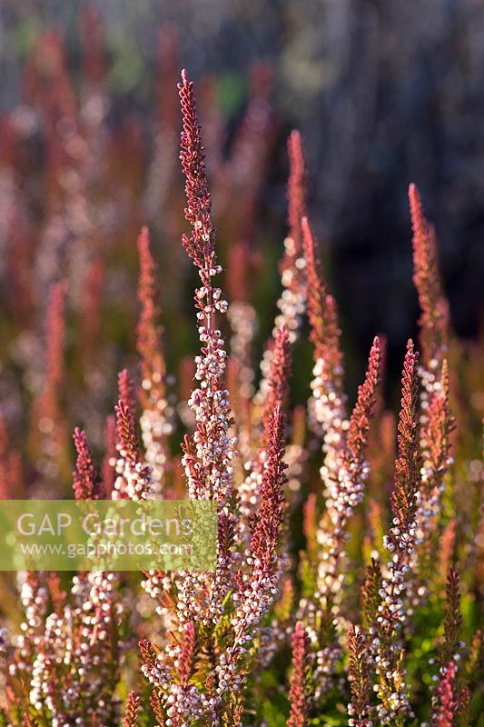 Calluna vulgaris