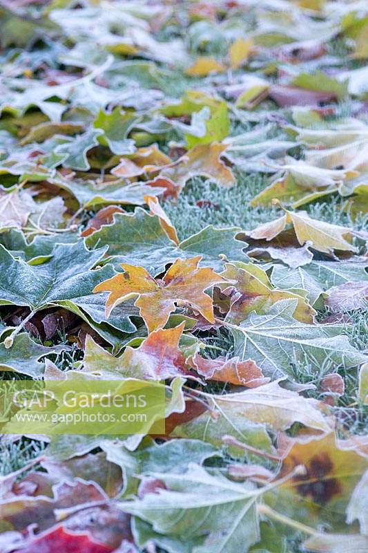 Frosted leaf carpet