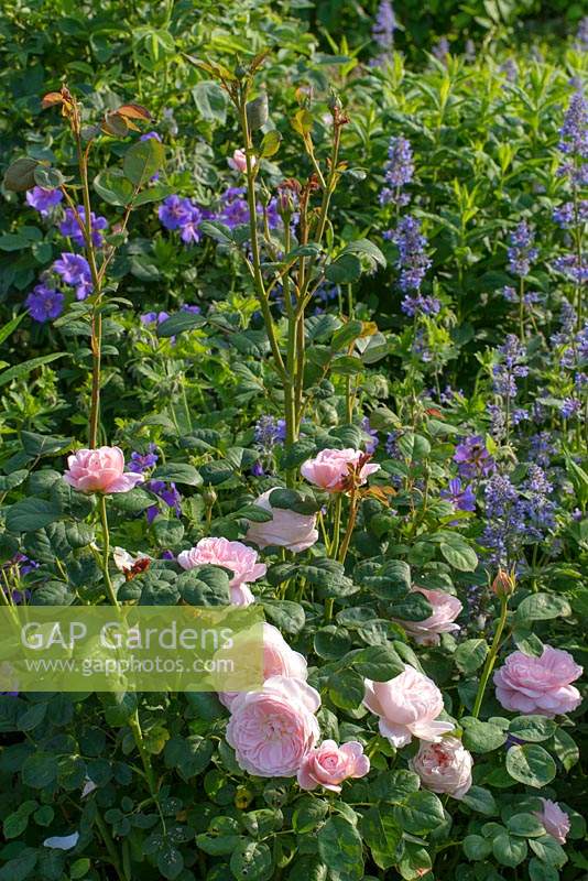 Rosa 'Queen of Sweden', Nepeta grandiflora 'Summer Magic and Geranium magnificum - Hardy Geranium. 