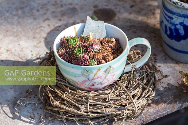 An vintage teacup planted with Sempervivum, displayed in a nest made of clematis tendrils. 