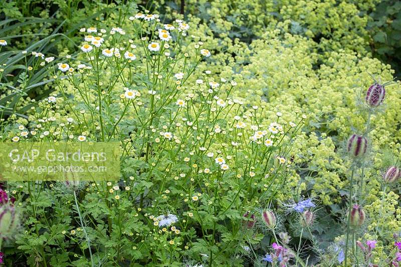Flowerbed with Matricaria discoidea - Wild Chamomile, Alchemilla mollis - Lady's mantle, Nigella damascena - Love-in-the-mist and Tanacetum parthenium - Feverfew. 