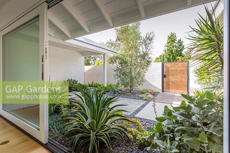 View from house to the concealed courtyard garden planted with various succulents. Garden designed by Falling Waters Landscape, inc Ryan Prange, New Port Beach, California, USA.