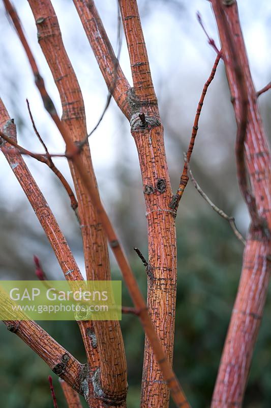 Acer pensylvanicum 'Erythrocladum' - Moosewood 'Erythrocladum'