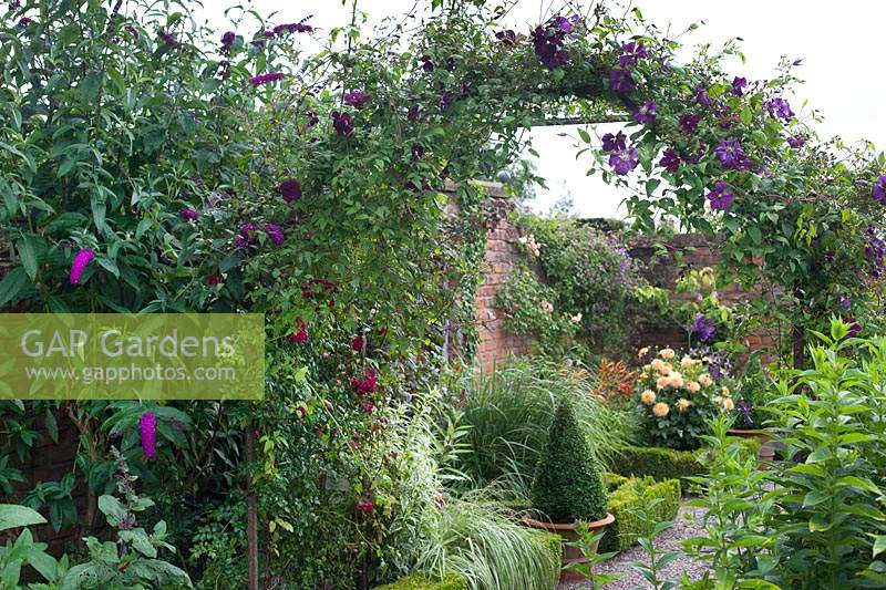 Clematis 'Madame Julia Correvon' growing up metal archway in The Long Border at Wollerton Old Hall, Shropshire, UK.