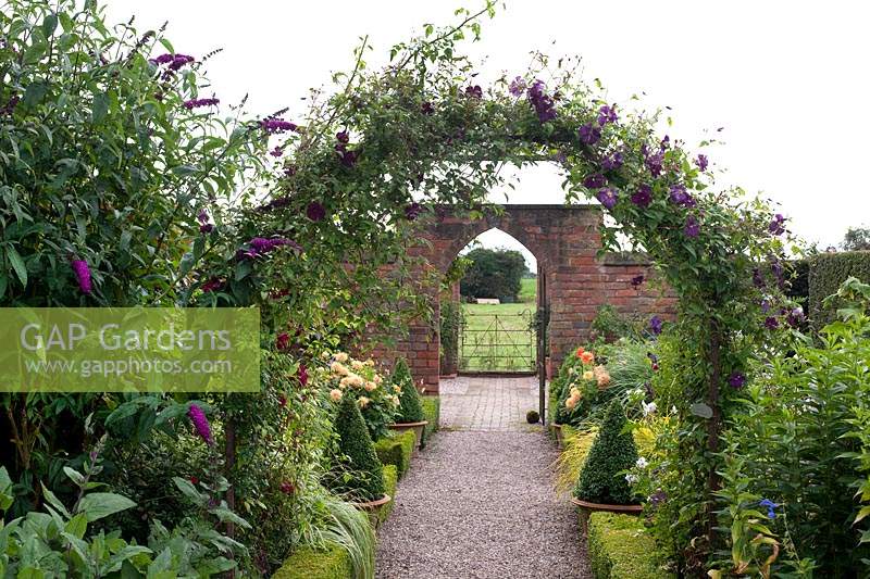 Flowering Clematis 'Madame Julia Correvon covering metal arch in The Long Border at Wollerton Old Hall, Shropshire, UK. 