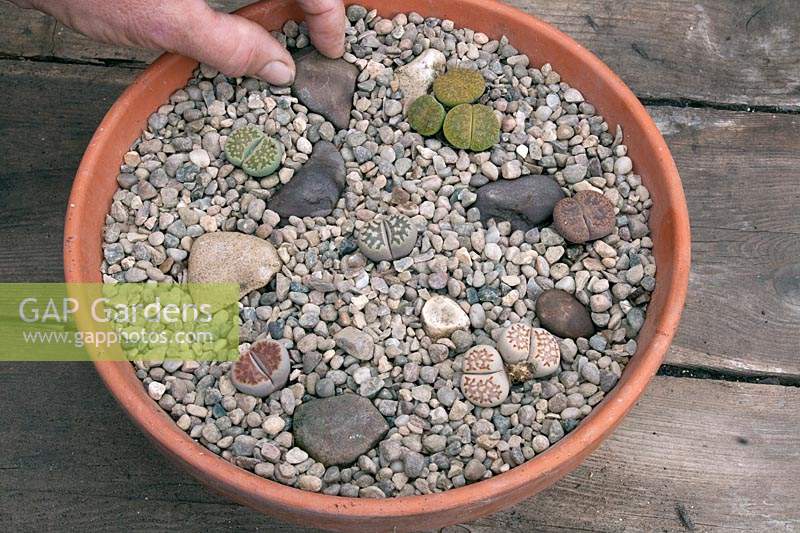 Adding stone and gravel top dressing to Lithops landscape in terracotta pot.  