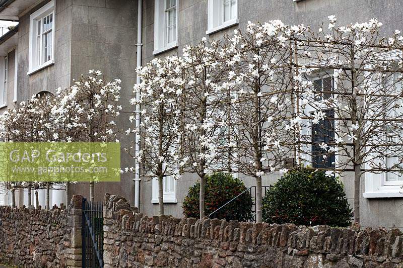 Pleached Magnolia stellata creates a privacy barrier above a front garden wall of terraced victorian house. Wells, Somerset, UK. 