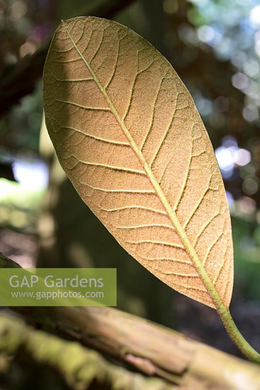 Underside of Rhododendron brachycarpum leaf showing tawny indumentum - a covering of hairs. 