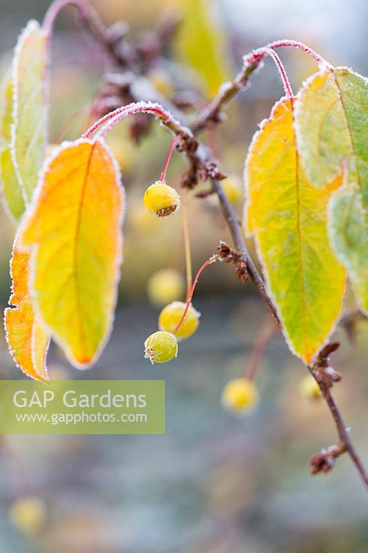 Malus transitoria - Cut-Leaf Crabapple