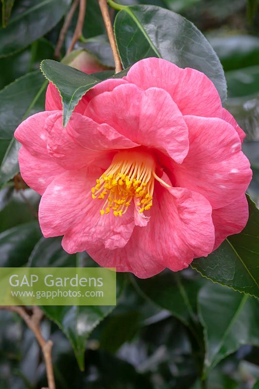 Camellia japonica 'Akashigata' - Camellia 'Akashigata'