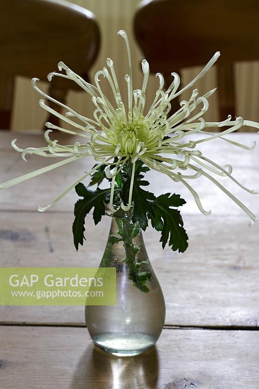 Still life Chrysanthemum 'Star Burst' in glass vase