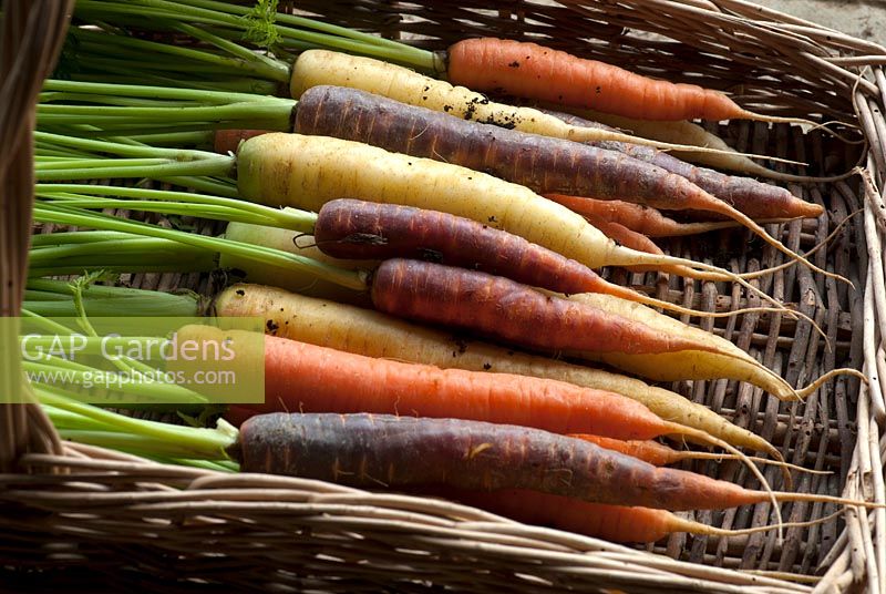 Carrot 'Harlequin Mix' - harvested roots in a wicker trug