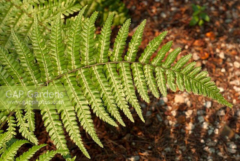 Dryopteris affinis 'Golden Scale'