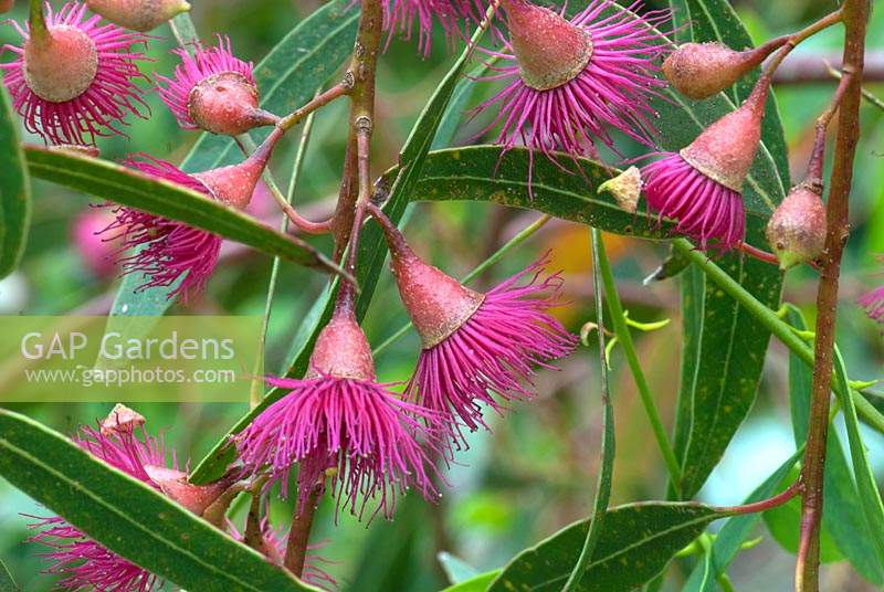Eucalyptus leucoxylon rosea