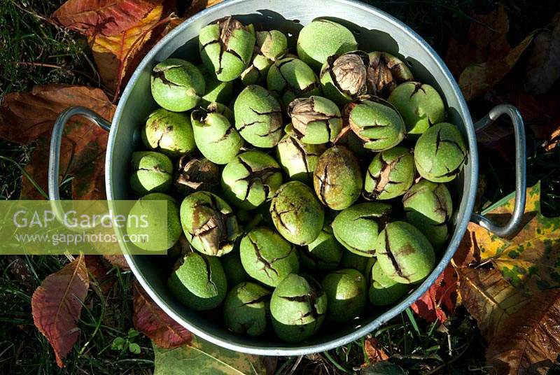 Juglans regia - walnuts in metal colander