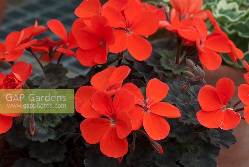 Pelargonium 'Red Black Vesuvius' - zonal perlargonium