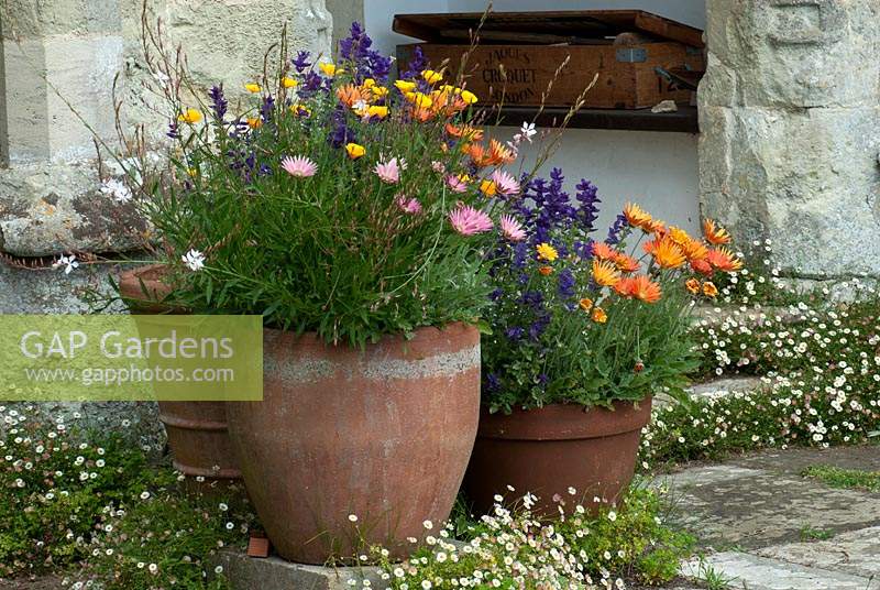 Terracotta containers planted with Arctotis, Eschscholzia, Salvia viridis and Gaura. 