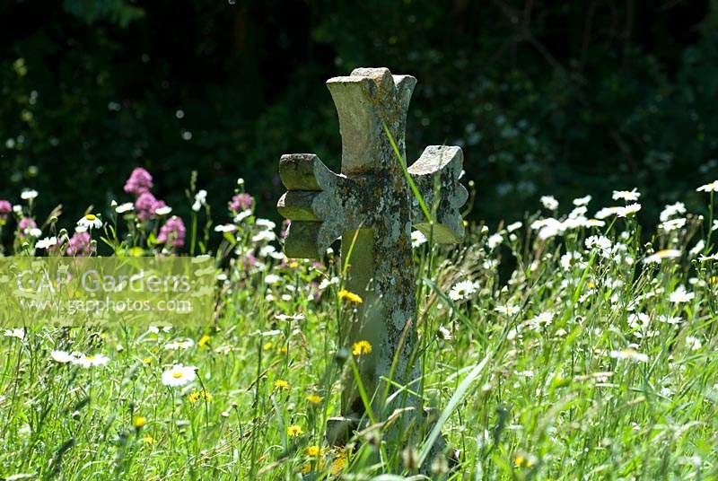 Wild flowers in a country Churchyard with lichen covered gravestone. 