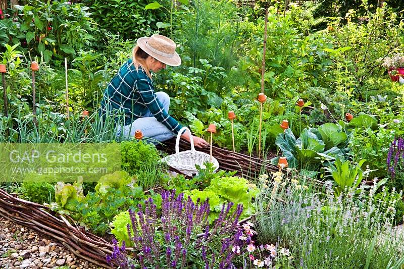 Woman in vegetable garden harvesting vegetables and herbs.