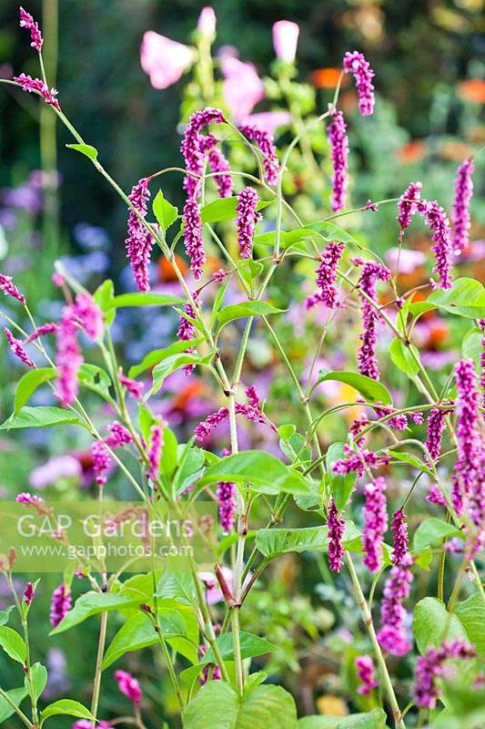 Persicaria orientalis syn Polygonum orientale