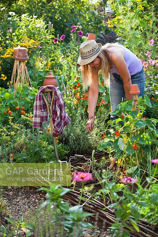 Woman picking herbs for herbal tea from a potager garden based on raised beds