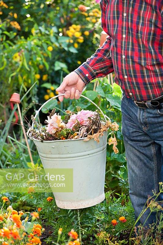 Men carrying bucket of deadheaded flowers and waste cuttings