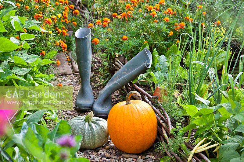 Harvested pumpkins and pair of wellies in vegetable garden. 