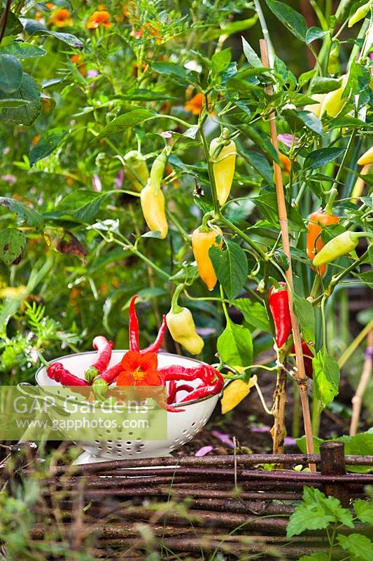 Harvesting sweet peppers and chillies.