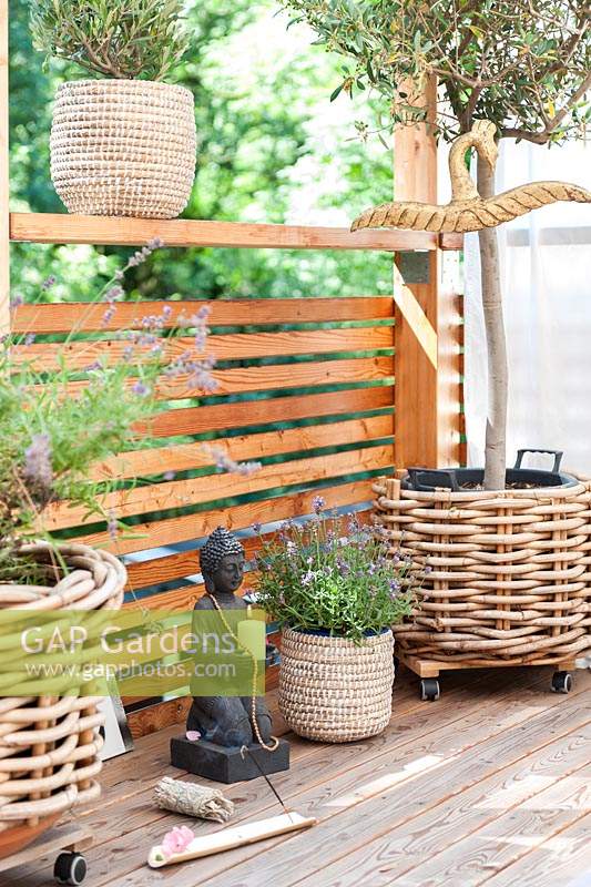 View of Lavandula and olive tree planted in baskets on mediterranean balcony, with buddha statue. 
