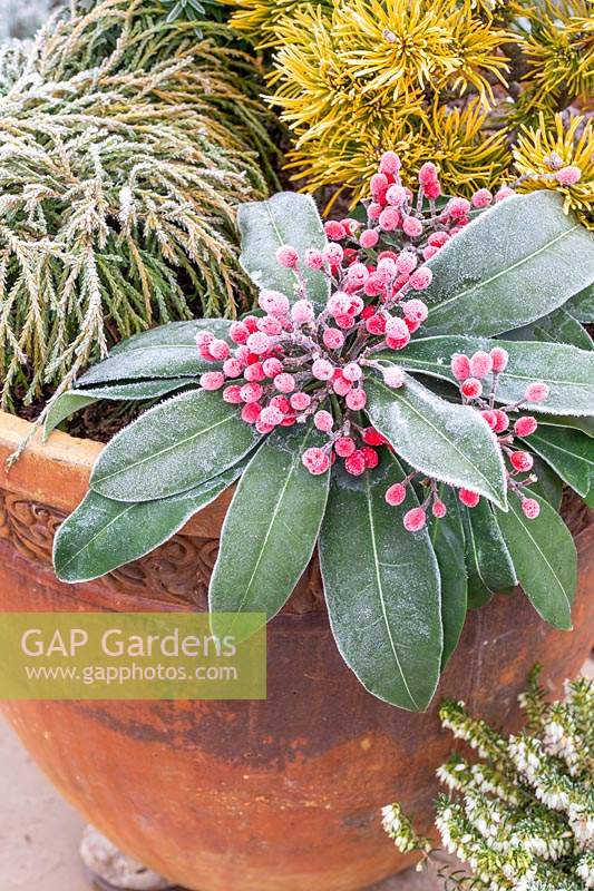 Evergreen, winter-interest shrubs planted in terracotta pot with frost.