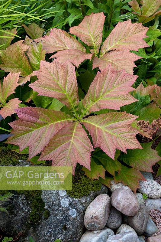 Rodgersia growing among stones and rocks. 