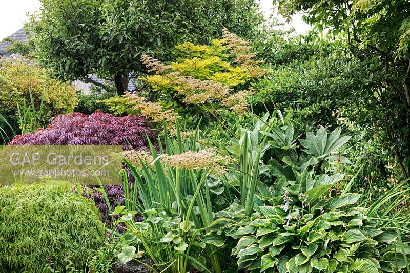 Border above the pond including Acer palmatum varieties - Japanese maples, Pyrus - Pear tree, Magnolia, variegated Hosta, flowering Rodgersia aesculifolia, Iris pseudacorus - Flag iris and Caltha palustris -Marsh-marigold. 