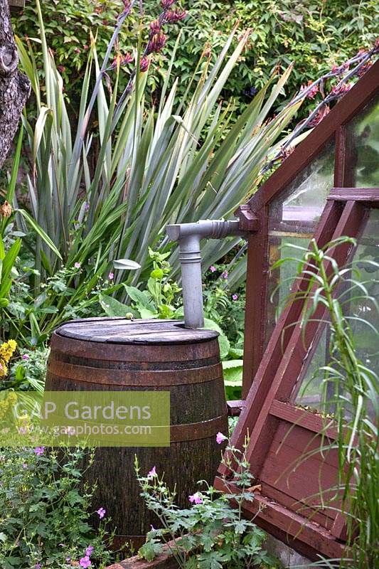 Oak barrel water butt for collecting rain water from the greenhouse roof. 