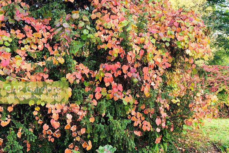 Vitis cognetiae scrambles through Taxus baccata - Yew - in the Lower Arboretum at Llanover Gardens, Monmouthshire, UK. 