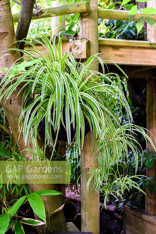 Spider plants in a hanging basket 