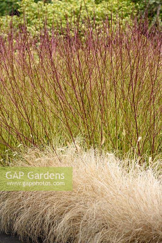 Cornus sanguinea 'Viridissima' with grass Pennisetum setaceum 'Purpureum' in the Winter Garden at Sir Harold Hillier Gardens, Hampshire County Council, Romsey, Hants, UK