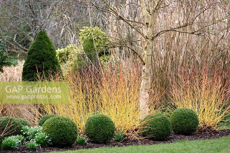Box balls with the coloured stems of Cornus sanguinea 'Midwinter Fire' and white stemmed birch in the Winter Garden at Sir Harold Hillier Gardens, Hampshire County Council, Romsey, Hants, UK