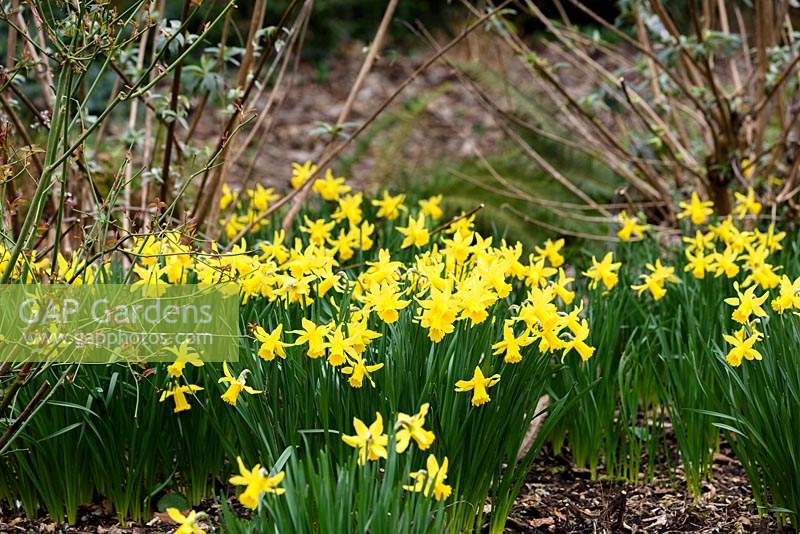 Narcissus 'February Gold' - Daffodil 'February Gold'