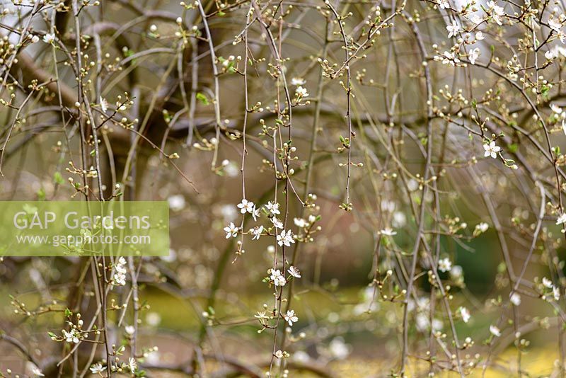 Prunus cerasifera 'Pendula'. Sir Harold Hillier Gardens, Hampshire County Council, Romsey, Hants, UK
