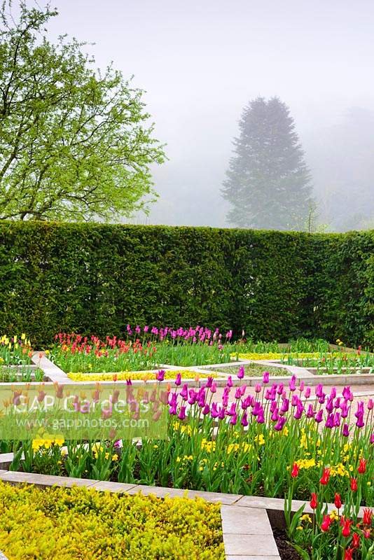 Colourful display of lily flowered tulips including orange 'Ballerina', magenta 'Purple Dream', yellow 'West Point' and red 'Aladdin' in a colour garden based on a stained glass window in the Lady Chapel in Wells Cathedral. Bishop's Palace Garden, Wells, Somerset, UK
