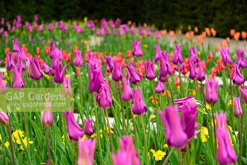 Tulipa 'Purple Dream'- lily flowered tulips in a colour garden based on a stained glass window in the Lady Chapel in Wells Cathedral. Bishop's Palace Garden, Wells, Somerset , UK