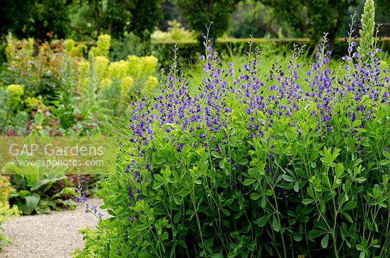 Baptisia australis - False Indigo