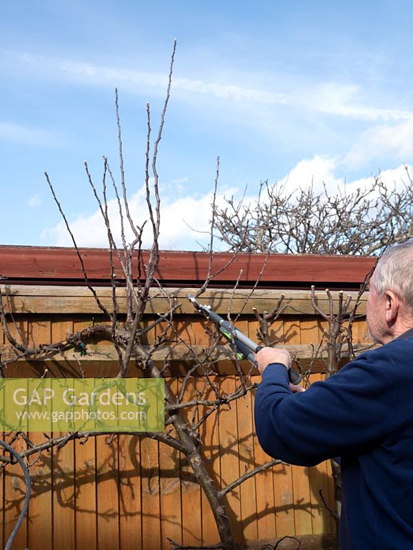Man pruning Malus -  apple -  tree growing against a fence, using loppers to 
take out all upward growing straight shoots